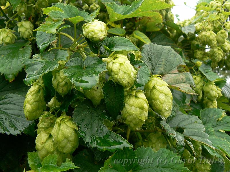 Hops, Sissinghurst Castle gardens P1120876.JPG